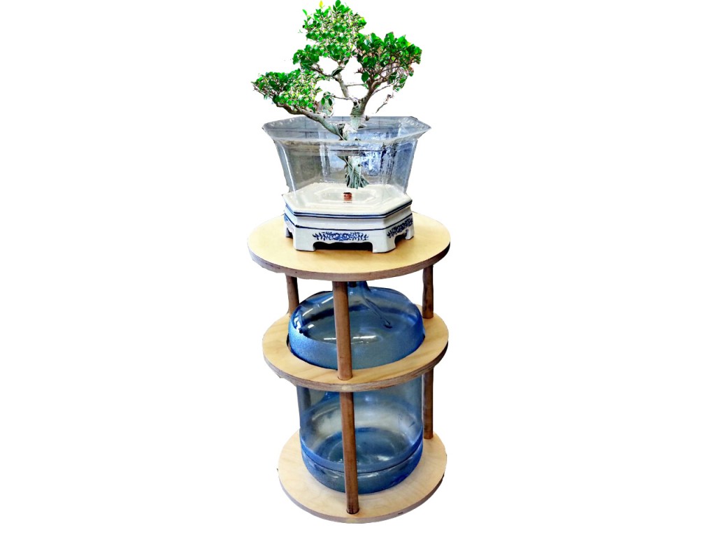 THE FICUS